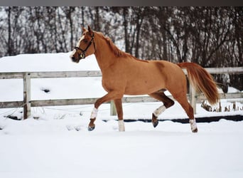 Polish Warmblood, Gelding, 6 years, 16 hh, Chestnut-Red