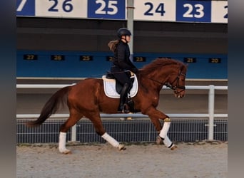 Polish Warmblood, Gelding, 7 years, 15,3 hh, Chestnut-Red