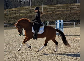 Polish Warmblood, Gelding, 7 years, 15,3 hh, Chestnut-Red