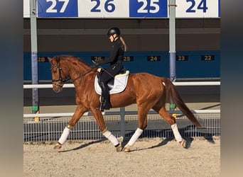 Polish Warmblood, Gelding, 7 years, 15,3 hh, Chestnut-Red