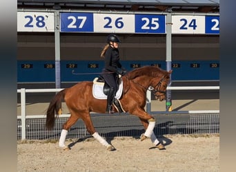 Polish Warmblood, Gelding, 7 years, 15,3 hh, Chestnut-Red