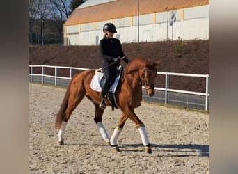 Polish Warmblood, Gelding, 7 years, 15,3 hh, Chestnut-Red