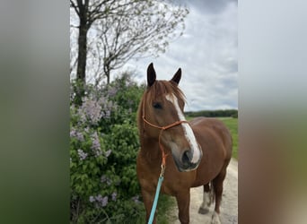 Polish Warmblood, Gelding, 7 years, 15,2 hh, Chestnut-Red