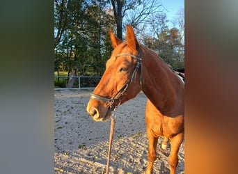 Polish Warmblood, Gelding, 7 years, 15,2 hh, Chestnut-Red