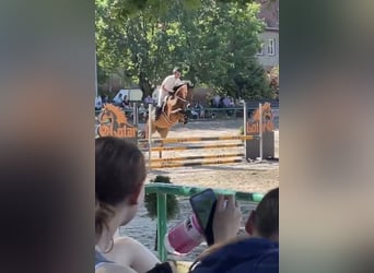 Polish Warmblood, Gelding, 7 years, 16.1 hh, Brown