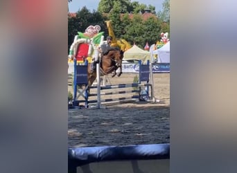 Polish Warmblood, Gelding, 7 years, 16.1 hh, Brown