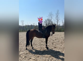 Polish Warmblood, Gelding, 7 years, 16.1 hh, Brown