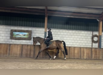 Polish Warmblood, Gelding, 7 years, 16,2 hh, Bay-Dark