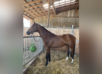 Polish Warmblood, Gelding, 7 years, 16,3 hh, Brown