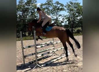 Polish Warmblood, Gelding, 7 years, 16,1 hh, Brown