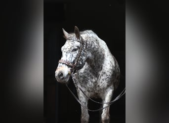 Polish Warmblood, Gelding, 8 years, 15,3 hh, Leopard-Piebald