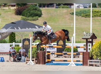 Polish Warmblood, Gelding, 8 years, 16 hh, Bay