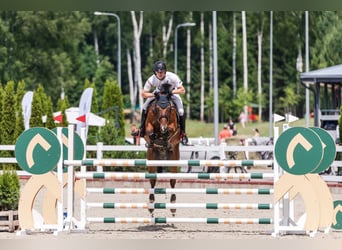 Polish Warmblood, Gelding, 8 years, 16 hh, Bay
