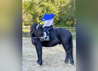 Polish Warmblood Mix, Gelding, 9 years, 15,1 hh, Black