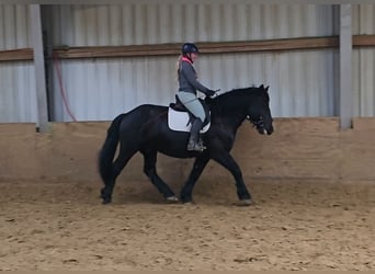 Polish Warmblood Mix, Gelding, 9 years, 15,1 hh, Black