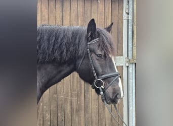 Polish Warmblood Mix, Gelding, 9 years, 15,1 hh, Black