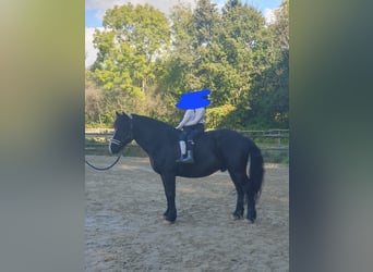 Polish Warmblood Mix, Gelding, 9 years, 15,1 hh, Black