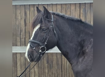 Polish Warmblood Mix, Gelding, 9 years, 15,1 hh, Black