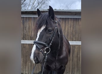 Polish Warmblood Mix, Gelding, 9 years, 15,1 hh, Black