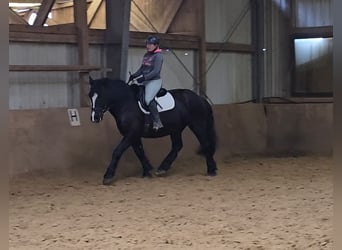 Polish Warmblood Mix, Gelding, 9 years, 15,1 hh, Black