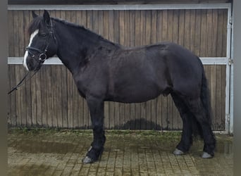 Polish Warmblood Mix, Gelding, 9 years, 15,1 hh, Black