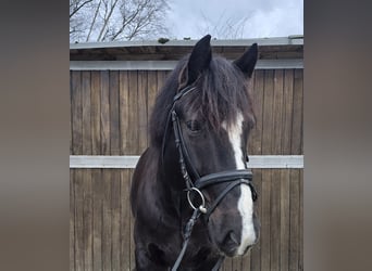 Polish Warmblood Mix, Gelding, 9 years, 15,1 hh, Black