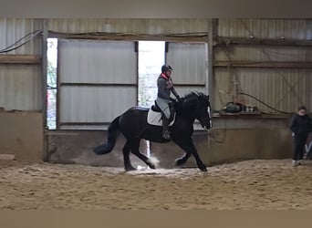 Polish Warmblood Mix, Gelding, 9 years, 15,1 hh, Black