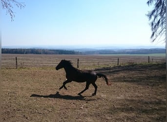 Polish Warmblood Mix, Gelding, 9 years, 15.1 hh, Black