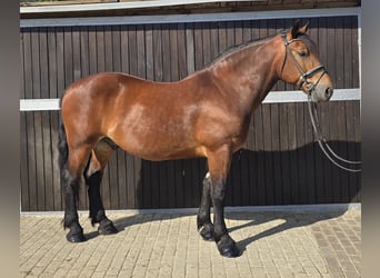 Polish Warmblood Mix, Gelding, 9 years, 15,1 hh, Brown