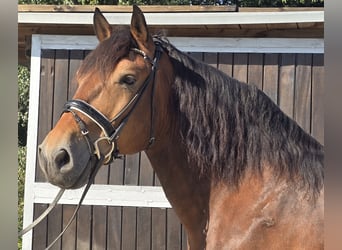 Polish Warmblood Mix, Gelding, 9 years, 15,1 hh, Brown