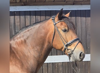 Polish Warmblood Mix, Gelding, 9 years, 15,1 hh, Brown