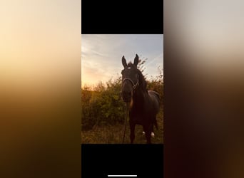 Polish Warmblood, Gelding, 9 years, 16,2 hh, Black