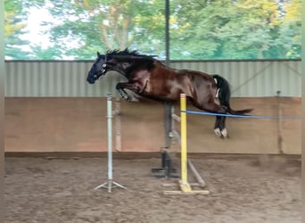 Polish Warmblood, Gelding, 9 years, 16 hh, Black
