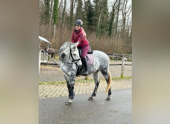Polish Warmblood, Gelding, 9 years, 16,2 hh, Grey