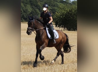 Polish Warmblood, Gelding, 9 years, 16,3 hh, Smoky-Black