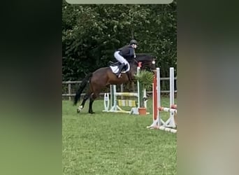 Polish Warmblood, Gelding, 9 years, 16,3 hh, Smoky-Black