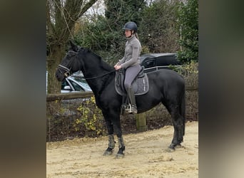 Polish Warmblood, Mare, 10 years, 15,2 hh, Black