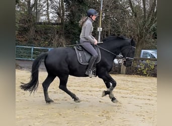 Polish Warmblood, Mare, 10 years, 15,2 hh, Black