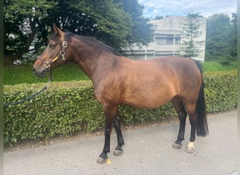 Polish Warmblood, Mare, 11 years, 14,2 hh, Brown