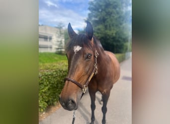 Polish Warmblood, Mare, 11 years, 14,2 hh, Brown