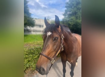 Polish Warmblood, Mare, 11 years, 14,2 hh, Brown