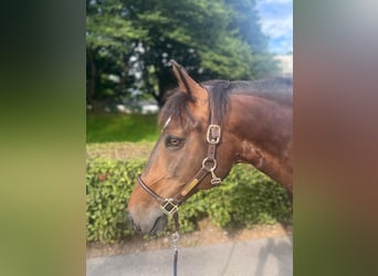 Polish Warmblood, Mare, 11 years, 14,2 hh, Brown