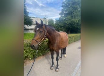 Polish Warmblood, Mare, 11 years, 14,2 hh, Brown