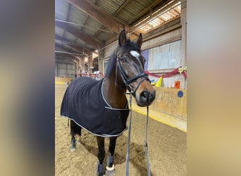 Polish Warmblood, Mare, 11 years, 14,2 hh, Brown