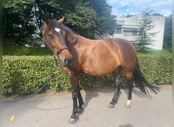 Polish Warmblood, Mare, 11 years, 14,2 hh, Brown