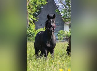 Polish Warmblood, Mare, 11 years, 14.3 hh, Black