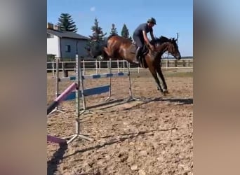 Polish Warmblood, Mare, 11 years, 16 hh, Brown