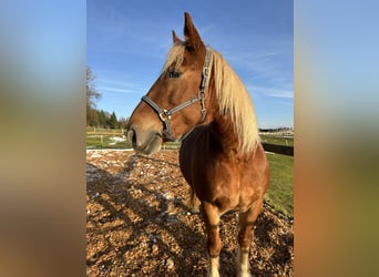 Polish Warmblood Mix, Mare, 11 years, 16 hh, Chestnut-Red