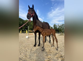 Polish Warmblood, Mare, 11 years, 16,1 hh, Bay-Dark