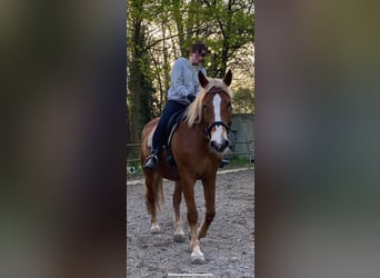 Polish Warmblood, Mare, 12 years, 16.2 hh, Chestnut-Red